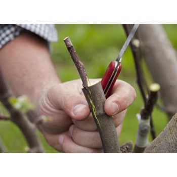 Как правильно прививать плодовые деревья